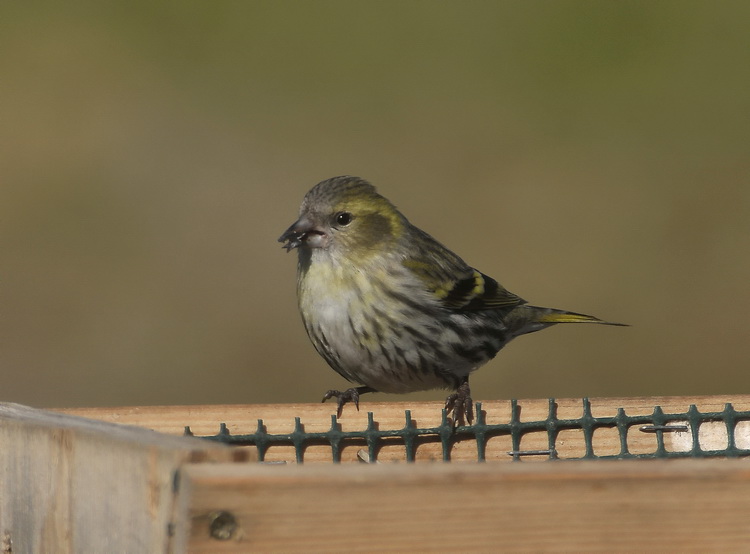 Lucherino - Carduelis spinus